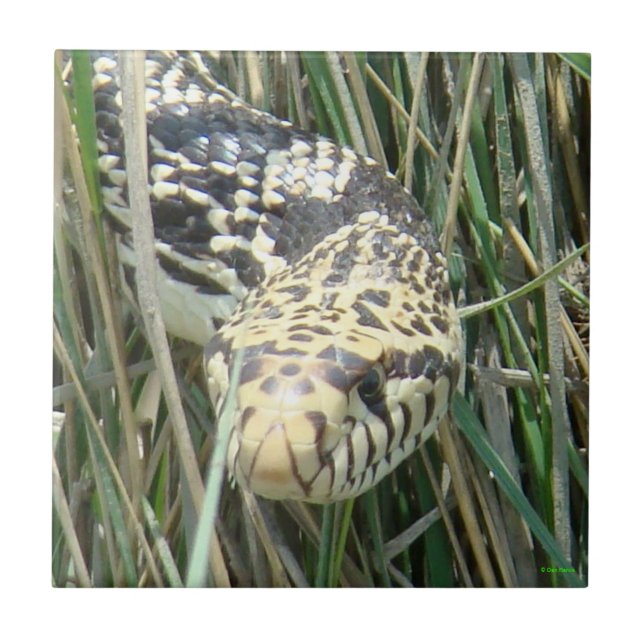 R4 Bull Snake in the Grass Head Shot Tile (Front)