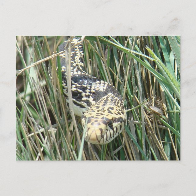 R4 Bullsnake in Grass Postcard (Front)