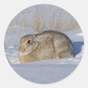 R5 Cottontail Rabbit Classic Round Sticker