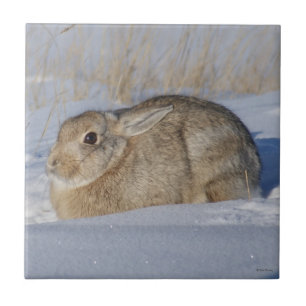 R5 Cottontail Rabbit in the Snow Tile