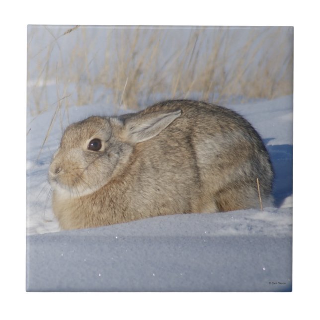 R5 Cottontail Rabbit in the Snow Tile (Front)