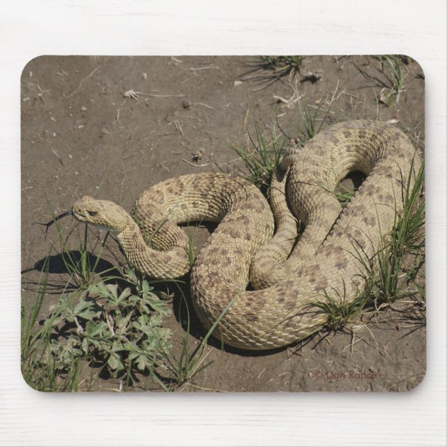 R6 Prairie Rattlesnake Mouse Mat (Front)