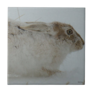 R7 Snowshoe Hare Head Shot Tile