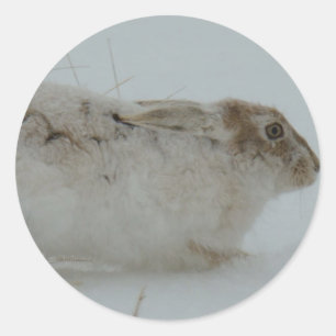 R7 Snowshoe Hare Ready to Run Classic Round Sticker