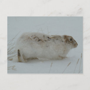 R7 Snowshoe Hare Ready to Run Postcard