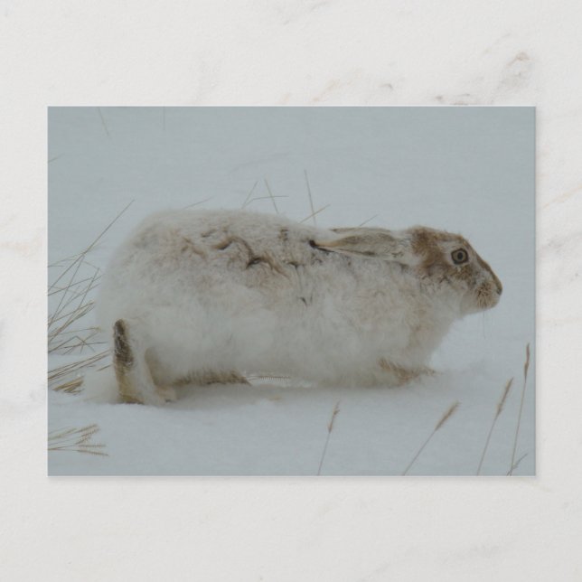 R7 Snowshoe Hare Ready to Run Postcard (Front)