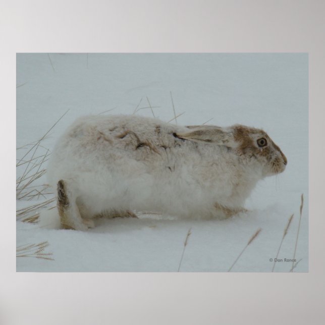 R7 Snowshoe Hare Ready to Run Poster (Front)