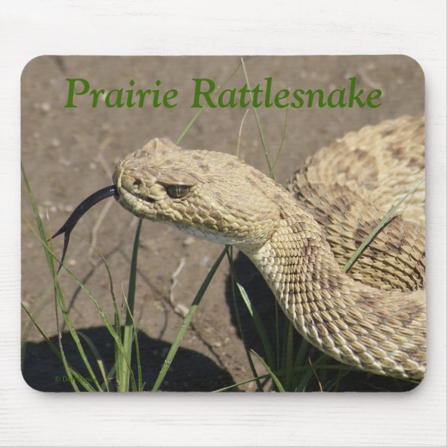 R8 Prairie Rattlesnake Head Mouse Mat (Front)