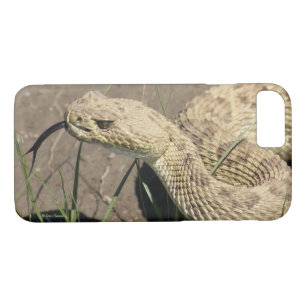 R8 Prairie Rattlesnake Head Shot iPhone 8/7 Case