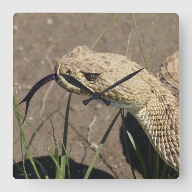 R8 Prairie Rattlesnake Head Shot Square Wall Clock (Front)