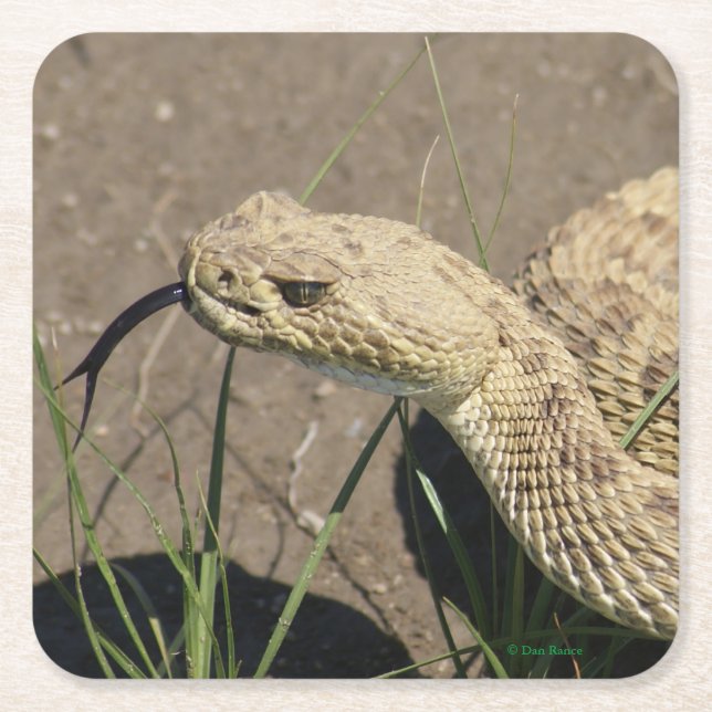 R8 Rattlesnake Head Square Paper Coaster (Front)