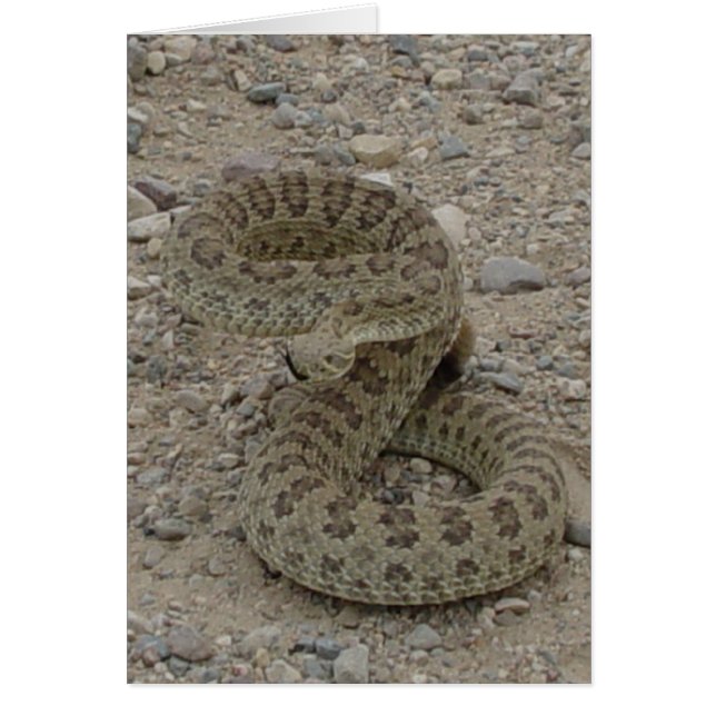 R9 Prairie Rattlesnake Coiled (Front)