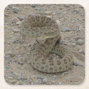 R9 Prairie Rattlesnake Square Paper Coaster