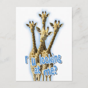 r ulooking at me giraffes postcard