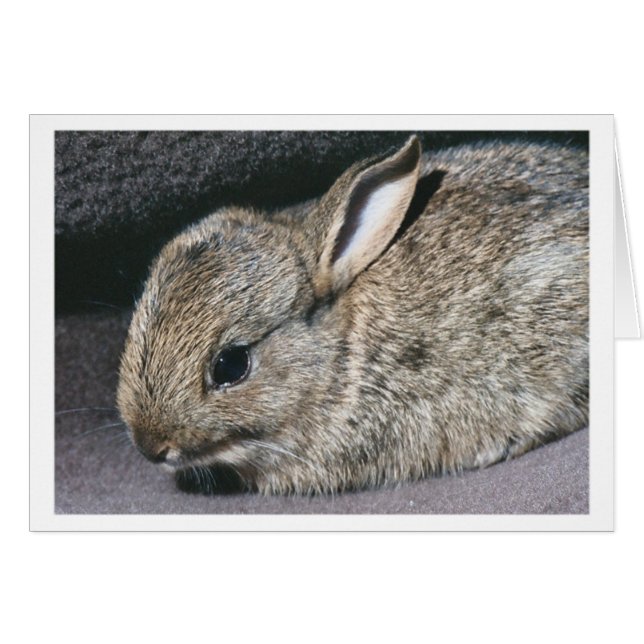 rabbit (Front Horizontal)