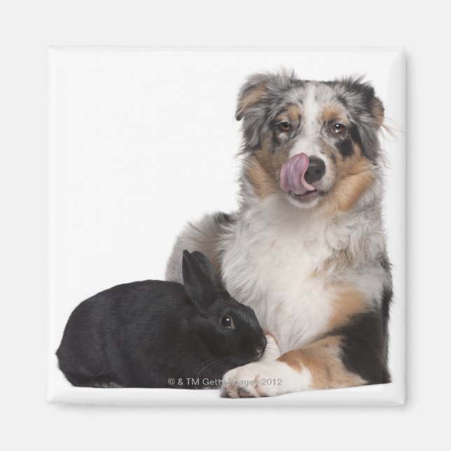 Rabbit (1 year old) lying next to an Australian Magnet (Front)