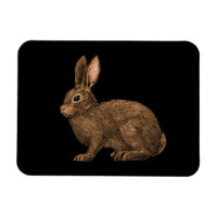 Rabbit 2