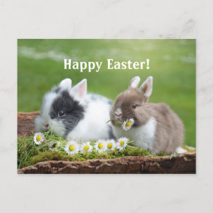 Rabbit 8 Easter Postcard