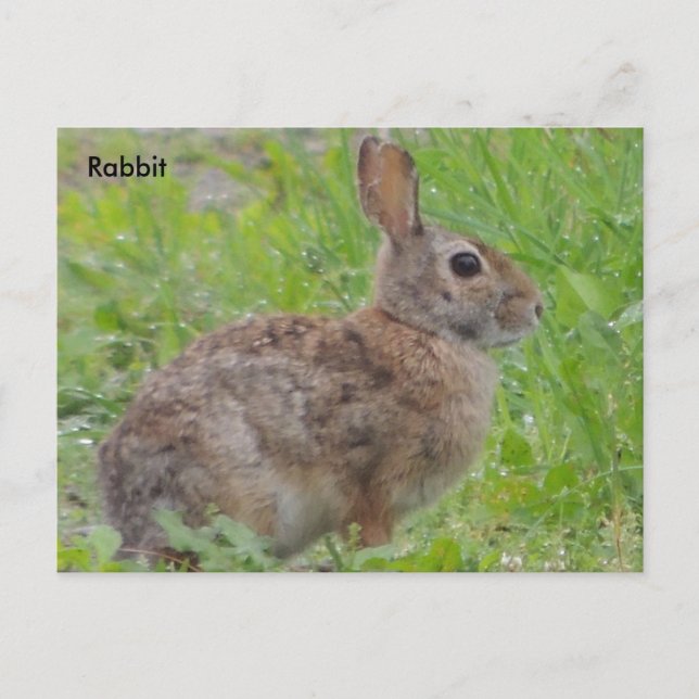 Rabbit (A) Postcard (Front)