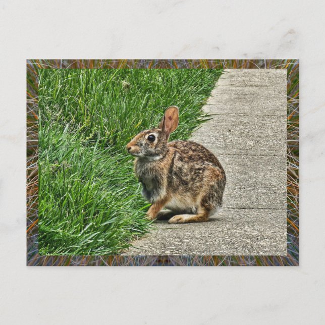 Rabbit art holiday postcard (Front)