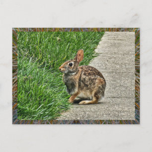 Rabbit art postcard