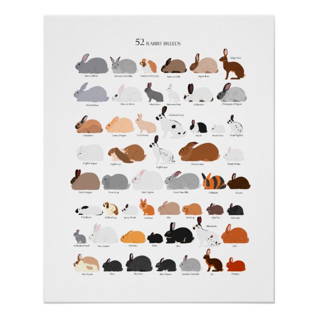 Rabbit breeds chart (Front)