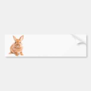 Rabbit Bumper Sticker