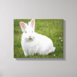 rabbit bunny photograph canvas print