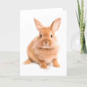 Rabbit Card