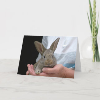 rabbit card