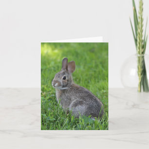 Rabbit Card