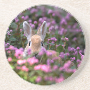 Rabbit farm coaster