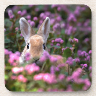 Rabbit farm coaster