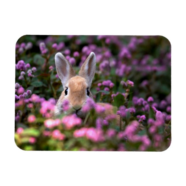 Rabbit farm magnet (Horizontal)