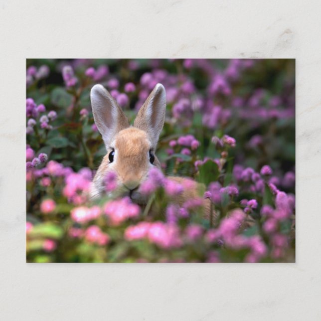 Rabbit farm postcard (Front)