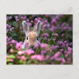 Rabbit farm postcard
