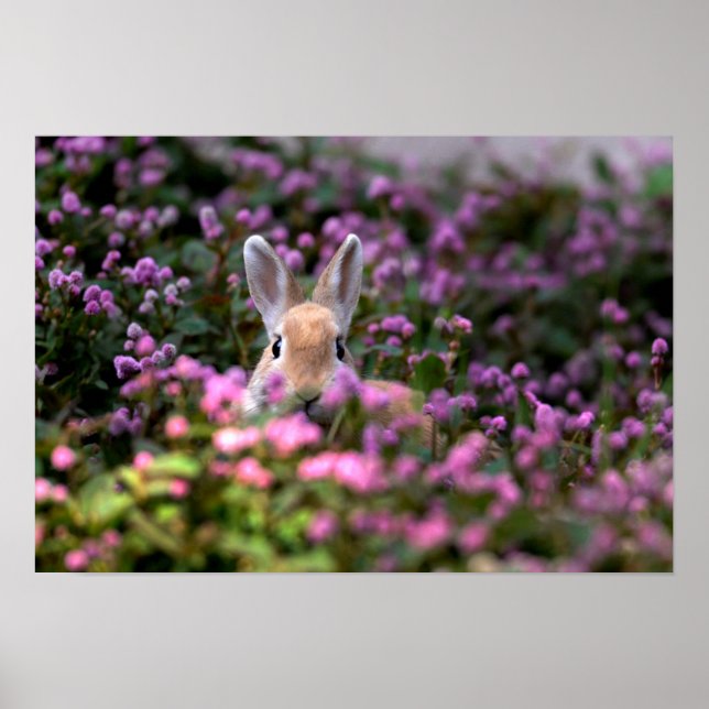 Rabbit farm poster (Front)