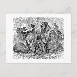 Rabbit Friends Postcard