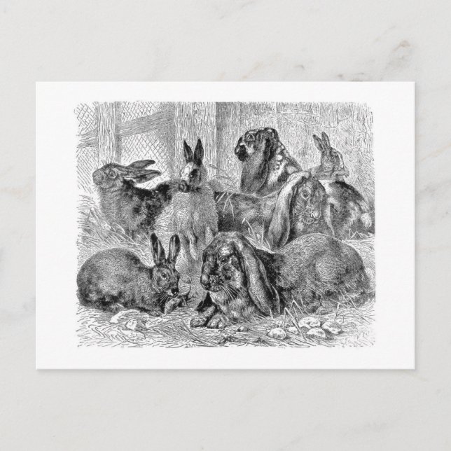 Rabbit Friends Postcard (Front)