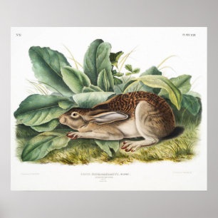 Rabbit Illustration Poster