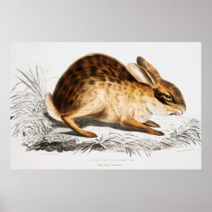 Rabbit Illustration Poster