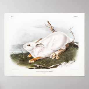Rabbit Illustration Poster