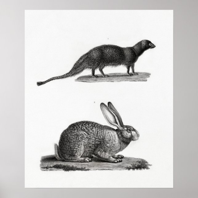 Rabbit Illustration Poster (Front)