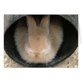 rabbit in a pipe