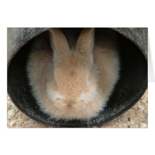 rabbit in a pipe (Front Horizontal)
