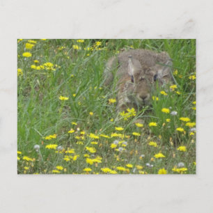 Rabbit in Wildflowers Field DIY Postcard