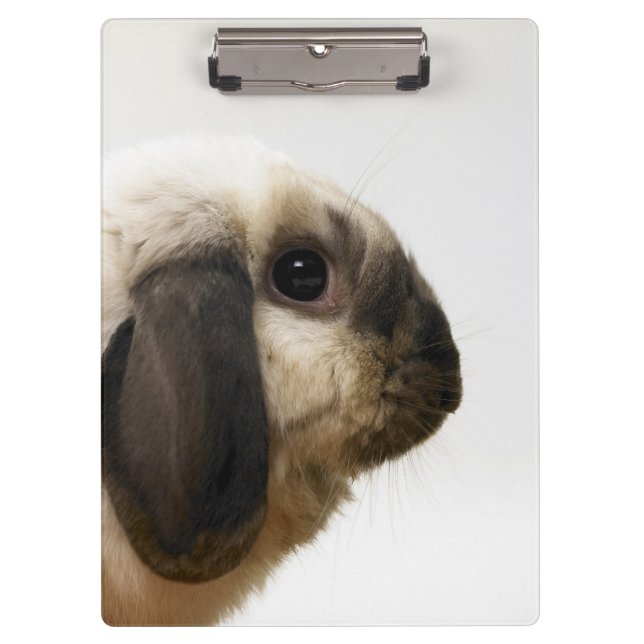 Rabbit looking at rabbit clipboard (Front)