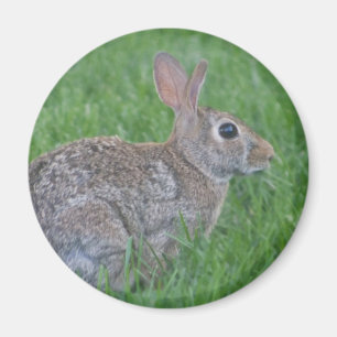 rabbit magnet