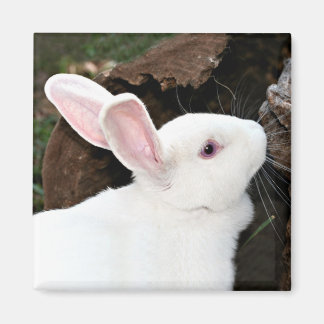 rabbit magnet