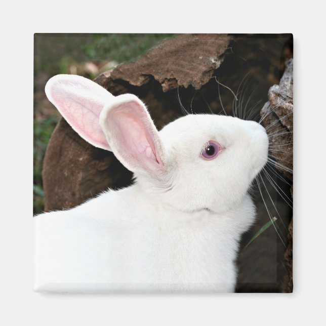 rabbit magnet (Front)